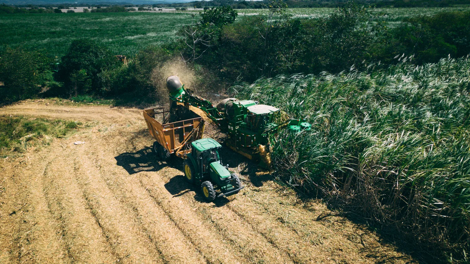 Harvesting sugarcane at Taboga